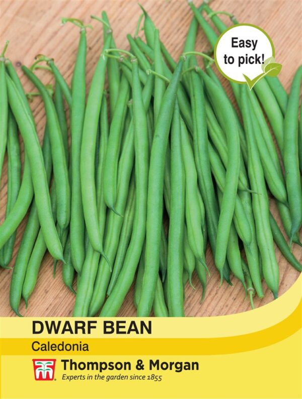 Dwarf Bean Caledonia