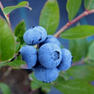 Blueberry Hortblue Petite 3L