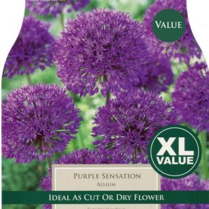 Allium Purple Sensation 15 Bulbs
