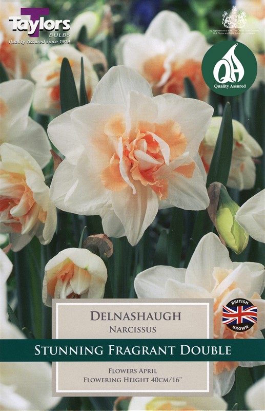Narcissus Delnashaugh 5 Bulbs