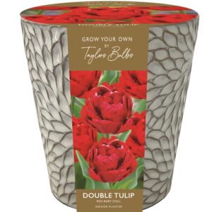 Indoor Tulip Ceramic Planter