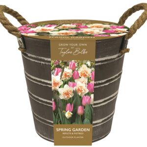 Outdoor Narcissi & Tulip Bucket