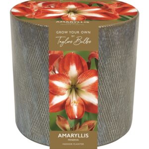 Ceramic Amaryllis Minerva Planter