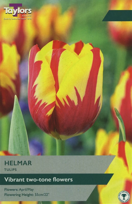 Tulip Helmar 11-12  P/P