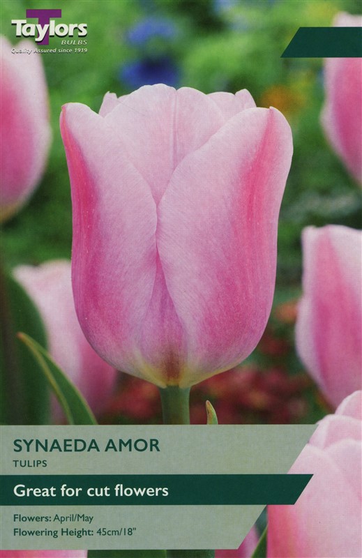 Tulip Synaeda Amor 11-12 P/P