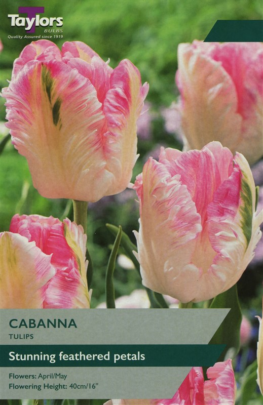 Tulip Cabanna 11-12 Pre-Pack