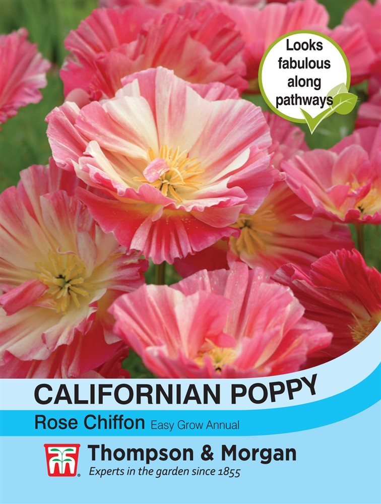 Californian Poppy Rose