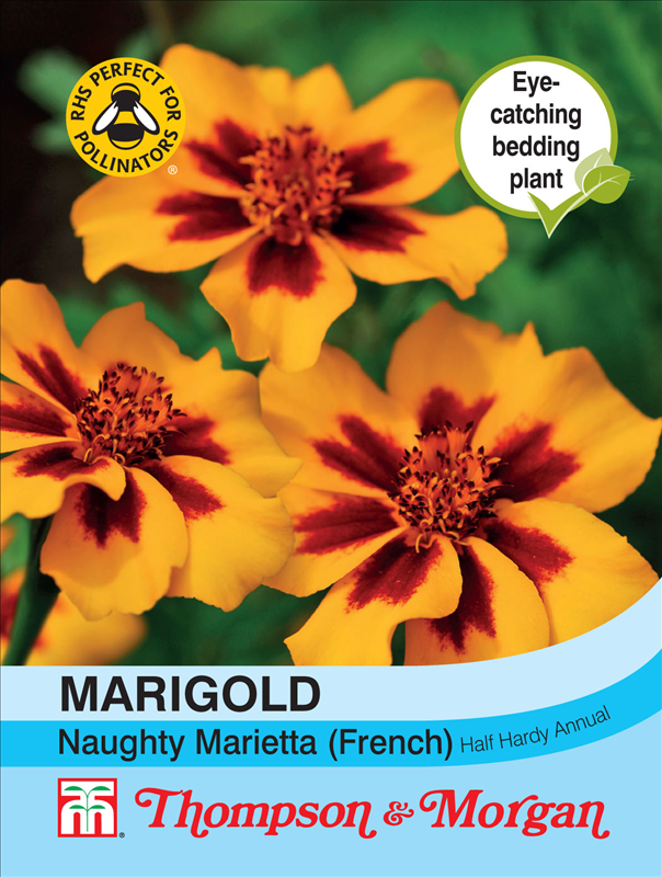 Marigold Naughty Marietta