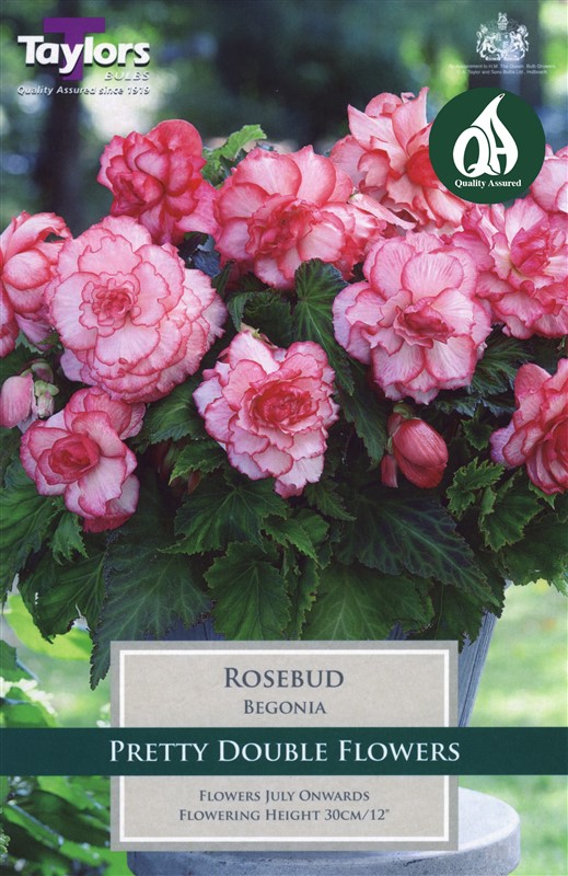Begonia Rosebud Exotic Pre Pack