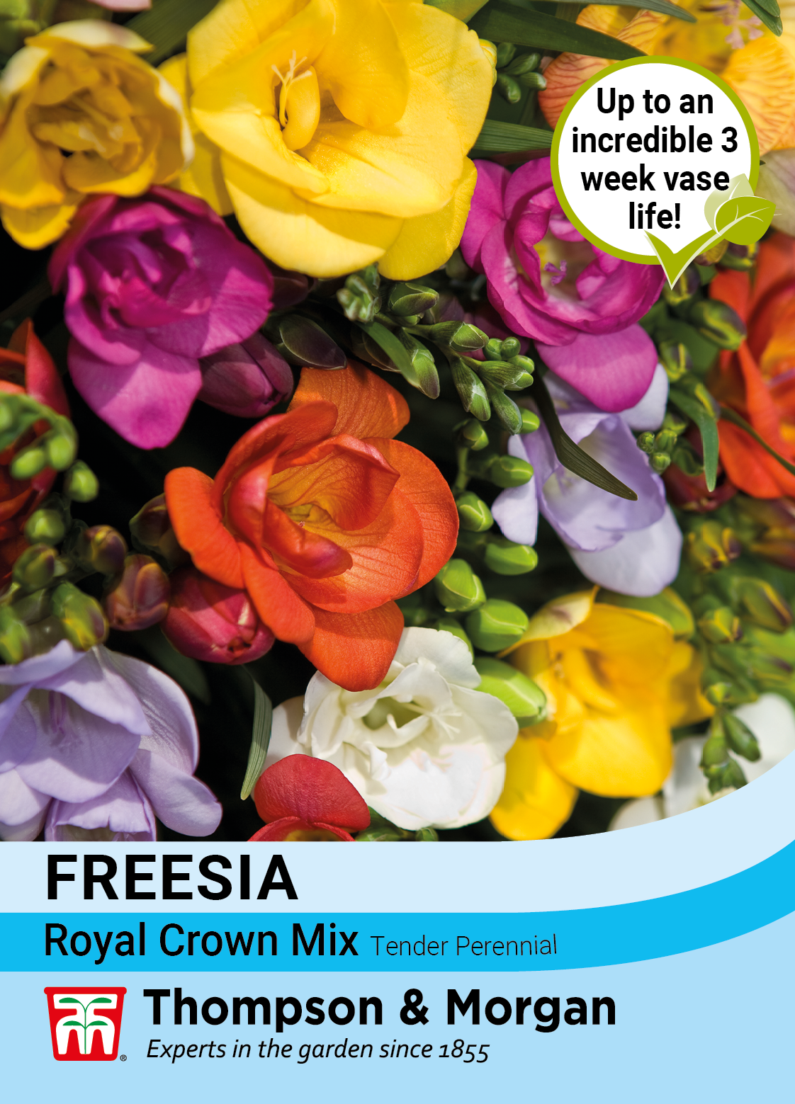 Freesia Royal Crown Mix