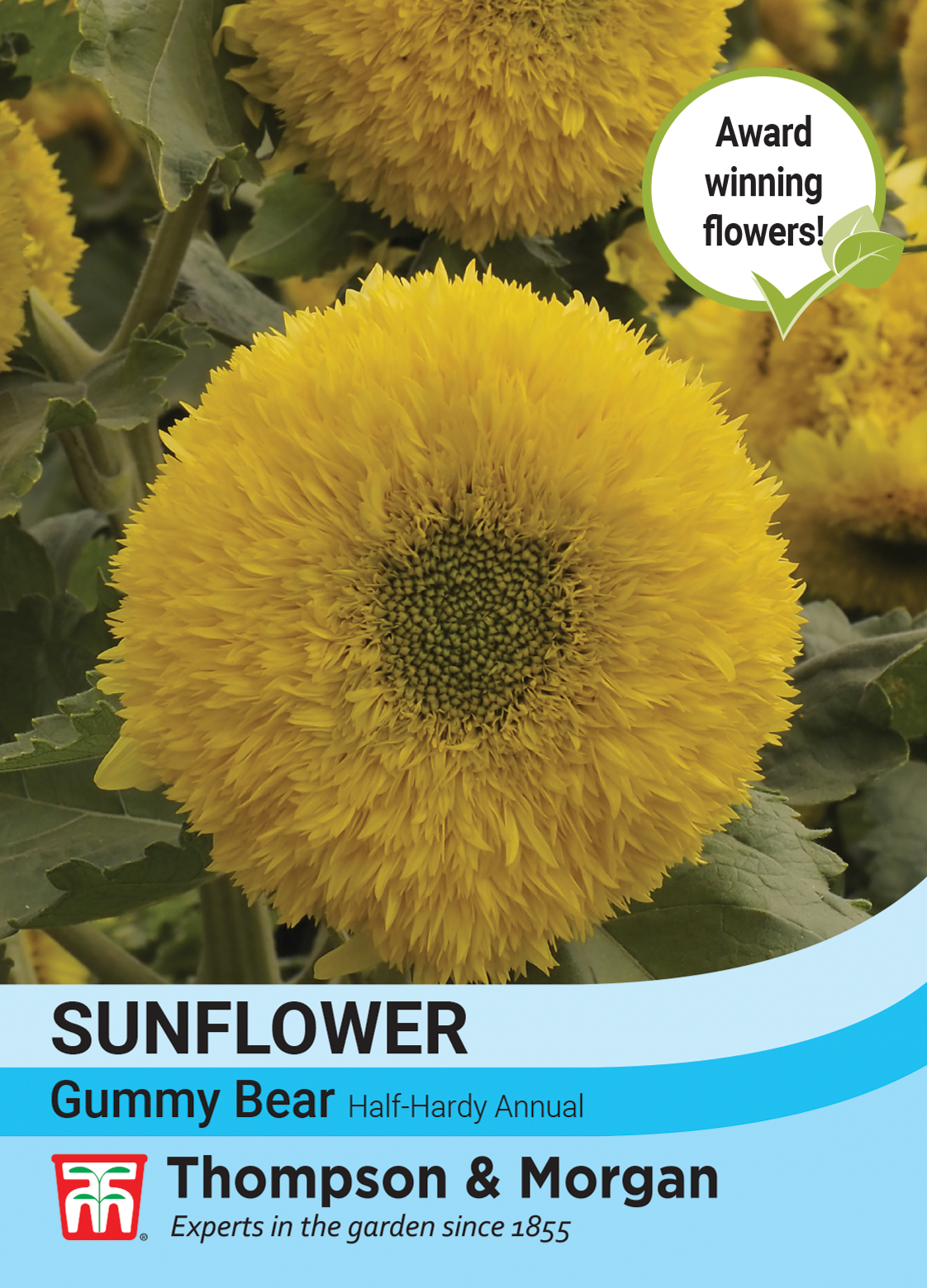 Sunflower Helianthus annuus Gummy Bear