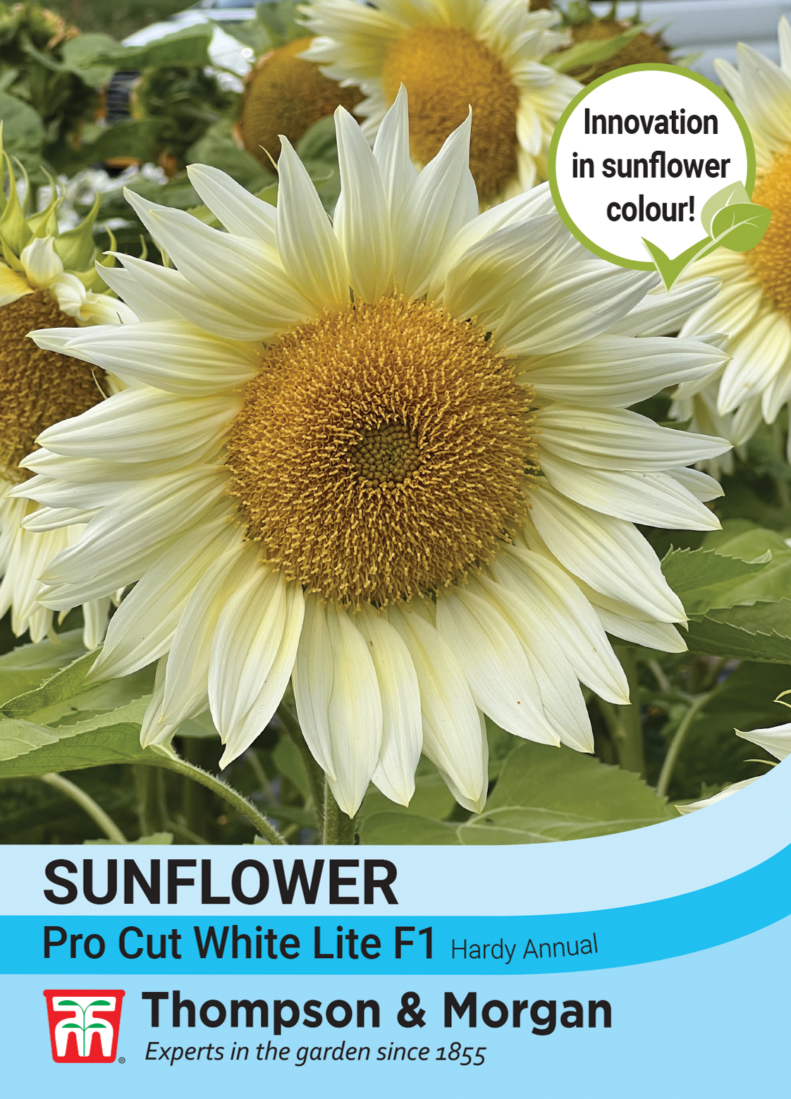 Sunflower Pro Cut White Lite F1