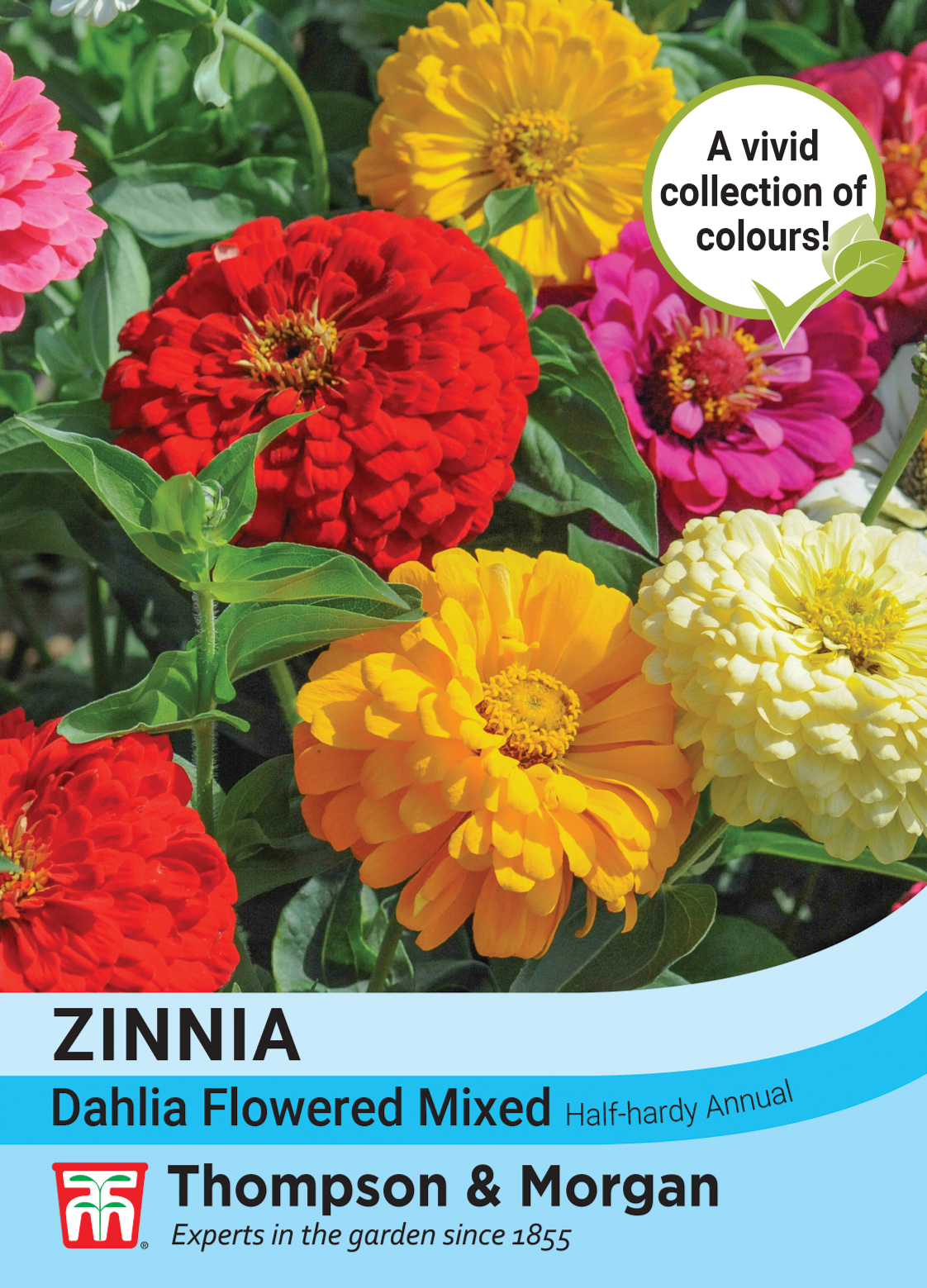 Zinnia Dahlia Flowered Mixed