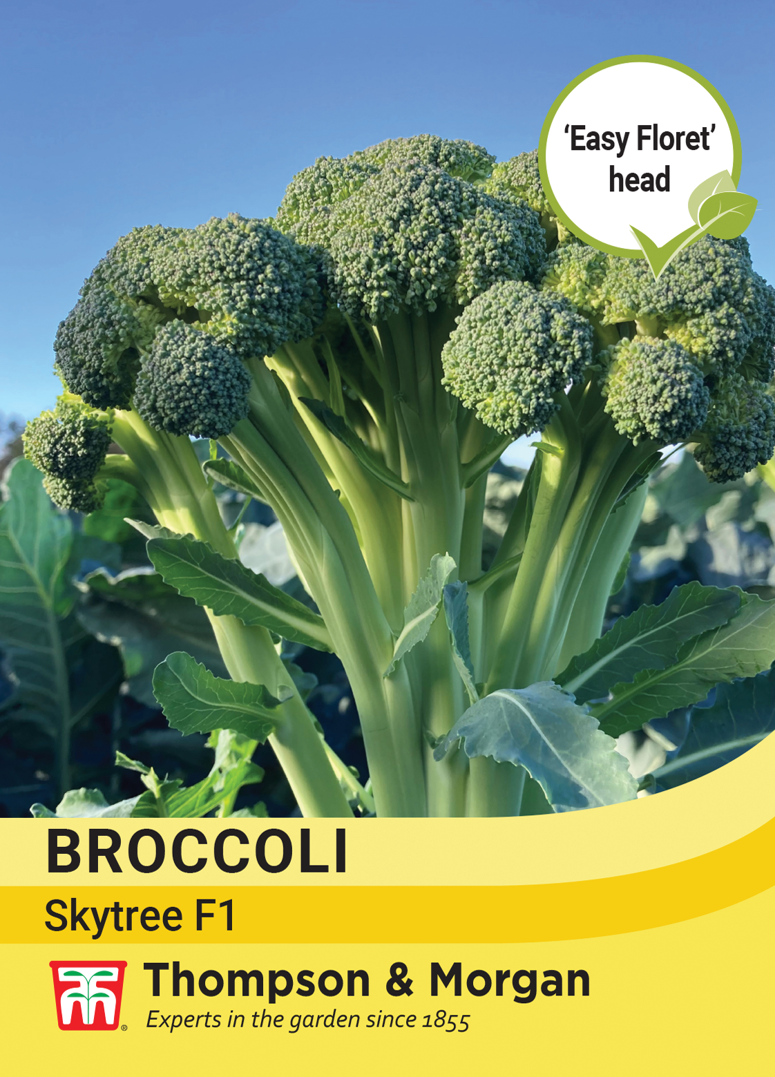 Broccoli (Easy Floret) Skytree F1