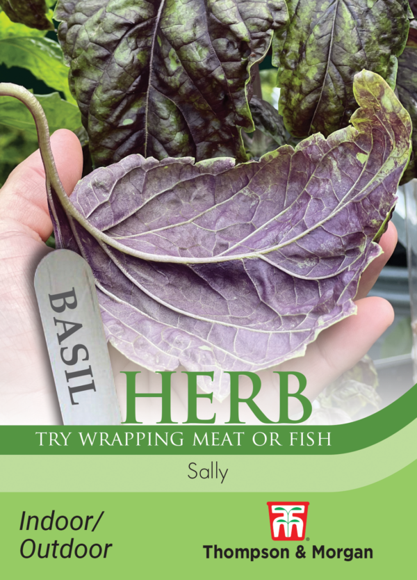 Herb Basil (Lettuce Leaved) Sally