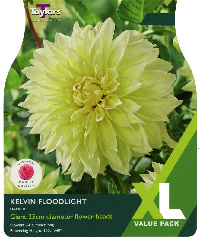 Dahlia Kelvin Floodlight I