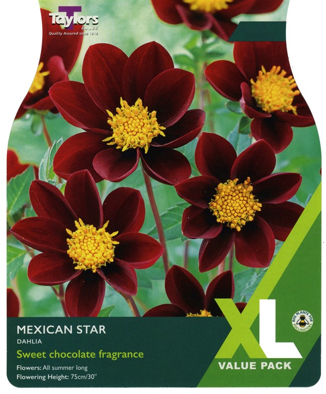 Dahlia Mexican Star