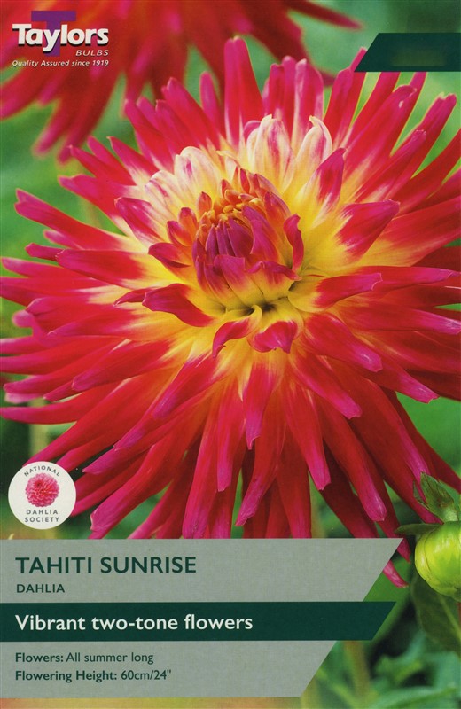 Dahlia Tahiti Sunrise I