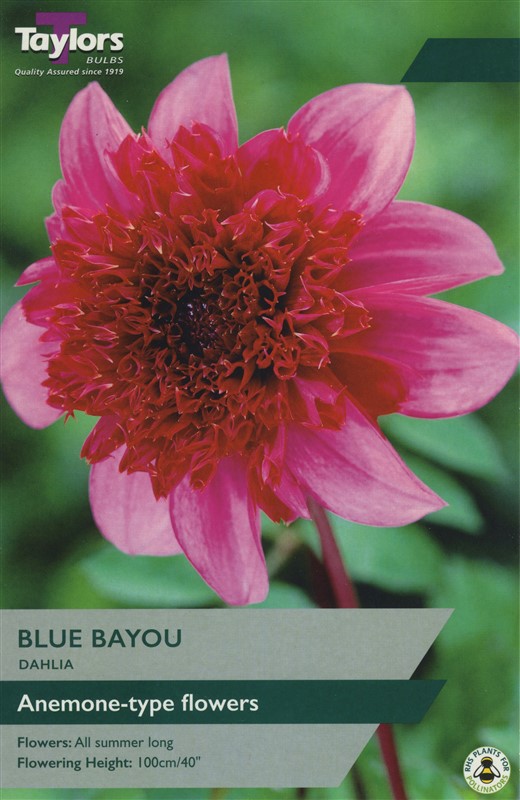 Dahlia Blue Bayou I