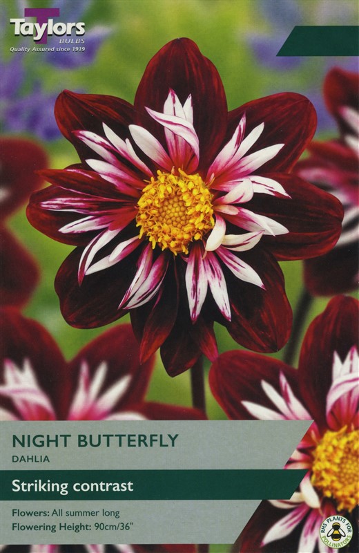Dahlia Night Butterfly I