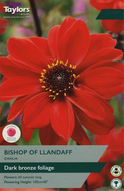 Dahlia Bishop Of Llandaff I