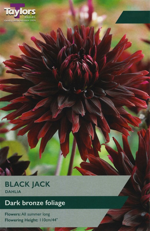 Dahlia Black Jack I