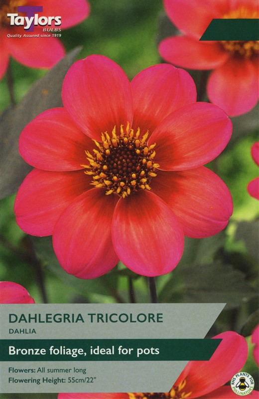 Dahlia Dahlegria Tricolore I