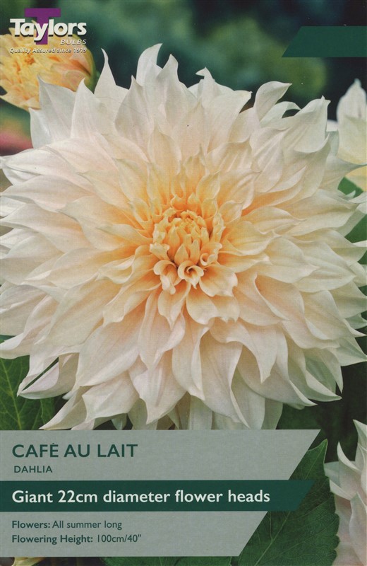 Dahlia Cafe Au Lait I
