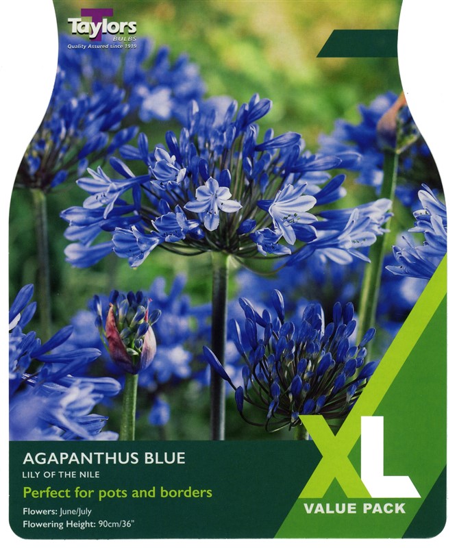 Agapanthus Blue - Eyes Pre Pack