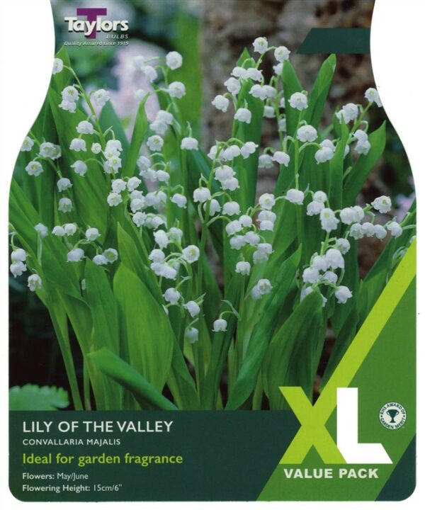 Lily Of The Valley I Pre Pack