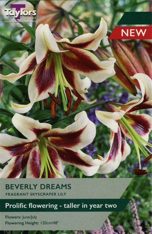 Lily Beverly Dreams Pre Pack