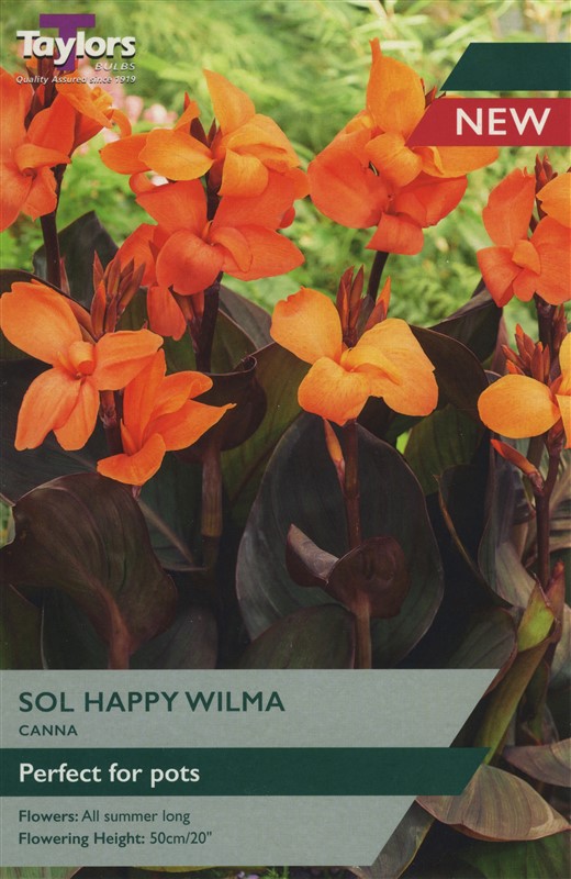 Canna Sol Happy Wilma Ii Pre Pack