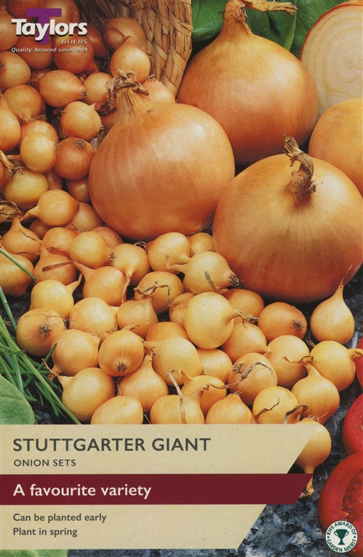 Onion Stuttgarter Giant Pre Pack