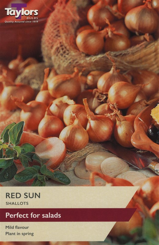 Shallot Red Sun Pre Pack