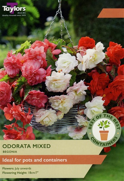 Begonia Odorata Mix Pre Pack