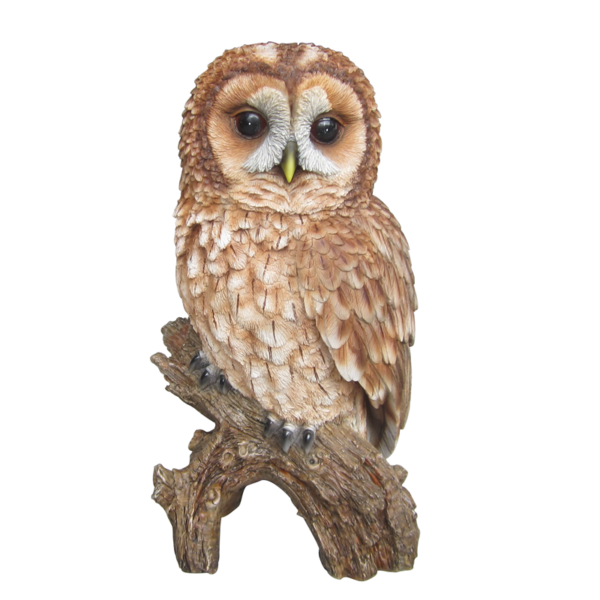 Real Life Tawny Owl