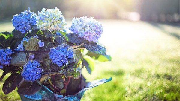 hydrangea-2239240_640